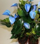 How to care for a male anthurium flower at home