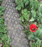 DIY instructions for creating a garden path from tires