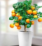 Rules for growing an orange from a pit, planting and care at home