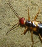 How to quickly get rid of two tails in a private house and apartment