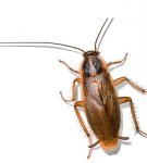 How to quickly get rid of cockroaches, the most effective way of excretion