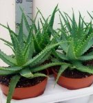 How to plant and care for aloe at home, the secrets of pot culture