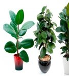 Rules for planting and caring for ficus at home, the nuances of watering