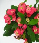 Rules for planting and caring for milkweed milk at home, secrets of cultivation