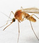 How to quickly get rid of mosquitoes in an apartment and house with folk and chemical means, rating of the best devices