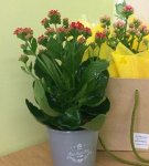 How to grow and care for Kalanchoe in a pot at home