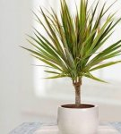 How to properly care for dracaena at home