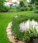 What plants are better to plant around a pond in the country and how to properly care for them