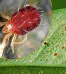 How to permanently get rid of spider mites on houseplants