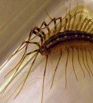 25 best remedies for wood lice in an apartment and house, how to get rid of them