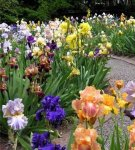 The scheme of combining irises with other flowers in a flower bed and with what is better to plant