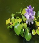 Description of water hyacinth and its reproduction, planting and care in the pond
