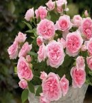 Rules for planting and caring for a rose at home