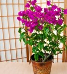 Home care for bougainvillea, top 12 varieties and cultivation