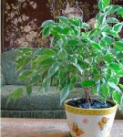 Rules for planting and caring for Benjamin's ficus at home