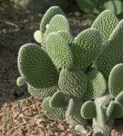 Rules for planting and caring for prickly pear at home, breeding methods