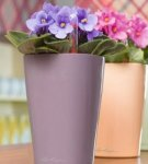 Rules for caring for violets at home, cultivation secrets for beginners