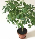 Varieties of shefflers and home care, growing rules