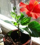 Rules for planting and caring for indoor hibiscus at home