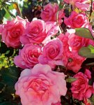 Rules for planting and caring for a climbing rose in the open field and secrets of cultivation