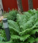 Rules for planting and caring for a fern in the garden, agricultural technology and growing secrets