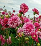 Planting and care of dahlias at home, varieties and rules of cultivation