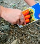 How to quickly get rid of a carrot fly, the best methods of dealing with chemicals and folk remedies