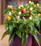 What flowers are suitable for the interior of the kitchen, selection criteria and maintenance requirements