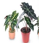 Rules for planting and caring for alocasia at home