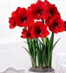 Transplantation and care of hippeastrum at home, rules of cultivation