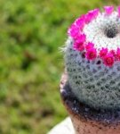 Caring for a mammary cactus at home, planting rules and breeding methods