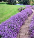 What to plant in the country along the way and criteria for choosing plants, design features