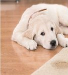 TOP 32 ways to quickly remove urine smell from carpets at home