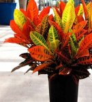 How to care for croton at home and breeding methods