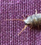 TOP 25 ways and methods to quickly get silverfish out of an apartment