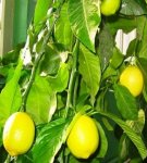 How to grow a lemon from a seed at home and the rules of care