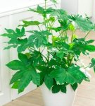 Rules for planting and caring for fatsia at home