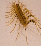 How to quickly get rid of centipedes in your house and apartment?
