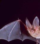Rules and 15 best methods to get rid of bats for good