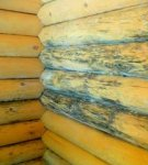 Reasons and 25 best ways to remove fungus from a tree with your own hands