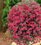 Care and cultivation of petunias at home, TOP 7 varieties and their planting