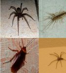 Where do insects come from in the apartment and how to get rid of them, means and methods of struggle
