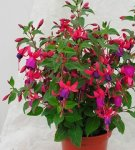 How to grow and care for potted fuchsia at home