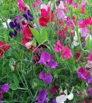Growing from seeds of annual sweet peas, planting them and caring for them