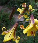 With what flowers are lilies combined and how to arrange flower beds