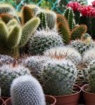 How to properly care for a cactus at home, transplant and water it
