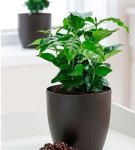 Rules for planting and caring for a coffee tree at home, soil selection and cultivation