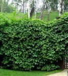 Selection criteria and description of fast-growing climbing plants for collection, planting and care