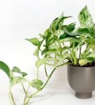 Growing, planting and caring for a scindapsus at home