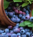 The best methods and rules for storing blueberries at home for the winter after harvesting